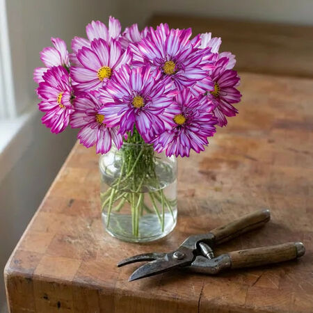 Violet Bicolor Double Click, Cosmo Seeds - Packet image number null